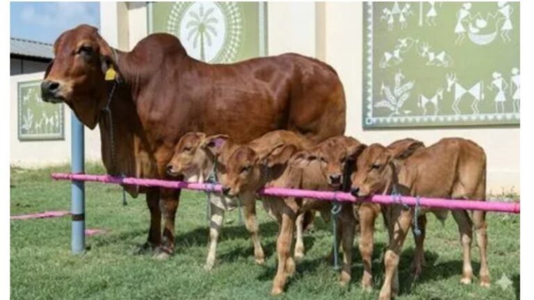 बिहार में श्वेत क्रांति 2.0: पूसा कृषि विश्वविद्यालय ने IVF तकनीक से पैदा किए ‘साहीवाल’ बछड़े, दुग्ध उत्पादन में होगा ऐतिहासिक बदलाव
