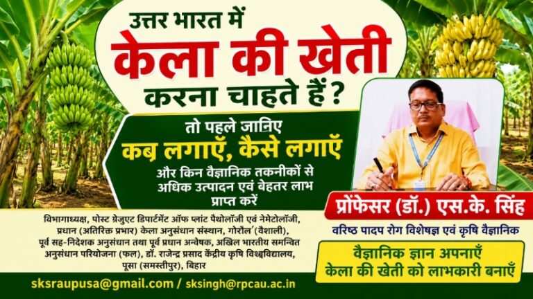 उत्तर भारत में केले की खेती: कब, कैसे लगाएँ और पाएँ बम्पर पैदावार? वरिष्ठ वैज्ञानिक की पूरी गाइड